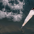 Northern Gannet (Morus bassanus) dives to fish off the coast of northern France